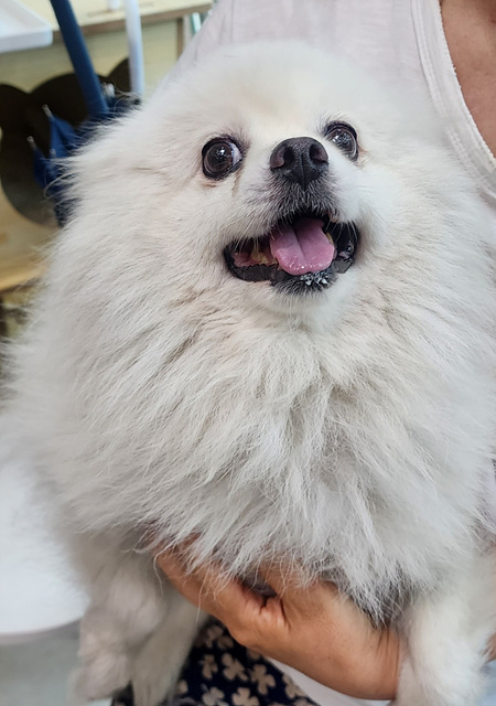 삼산종합동물병원_428354202300911