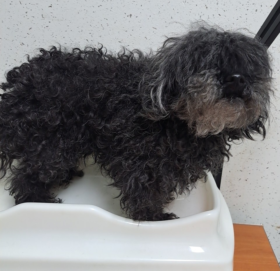 수원시 동물보호센터_441374202300654