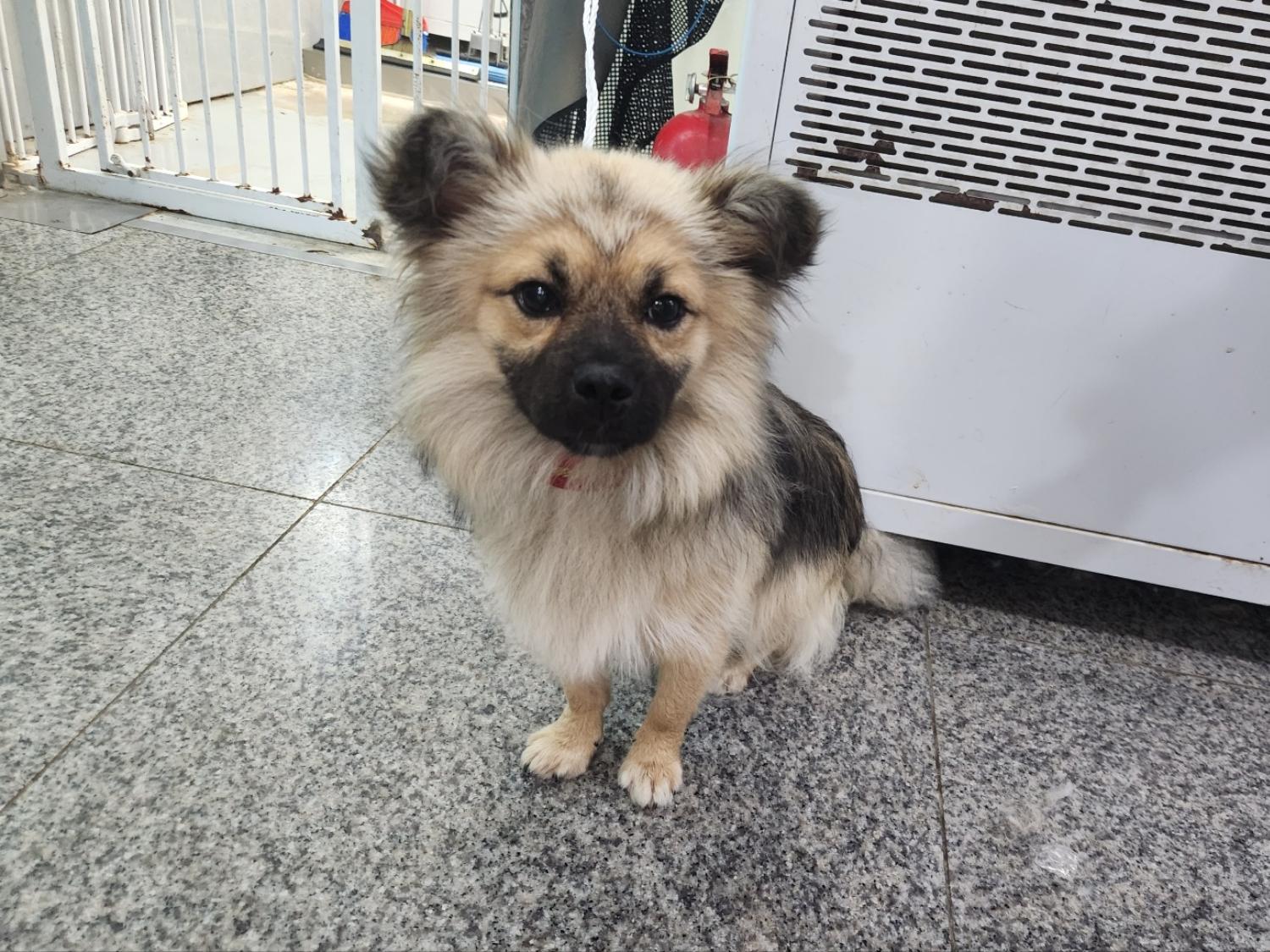 광주 동물보호소_429361202300252