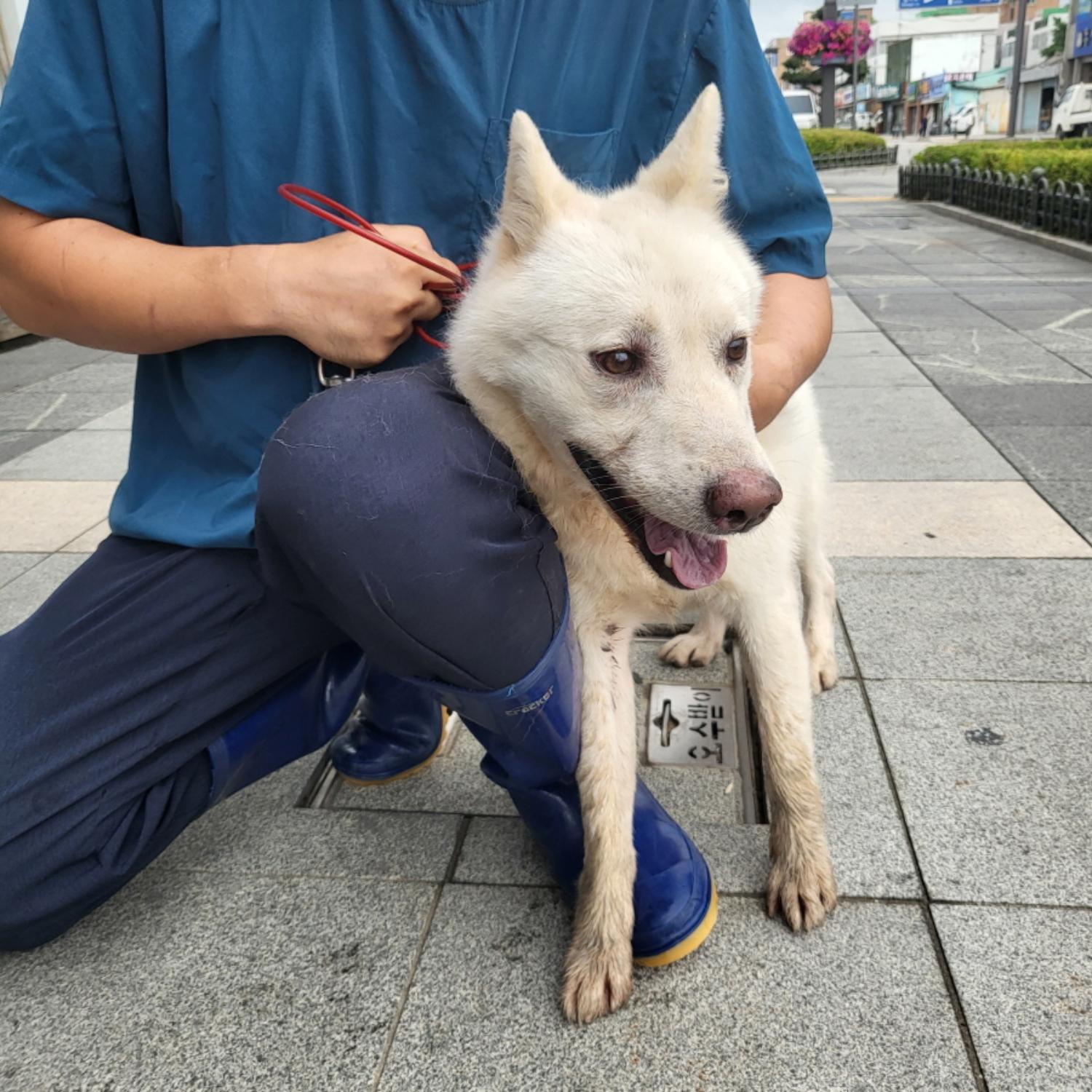 이성준동물병원_441408202300823