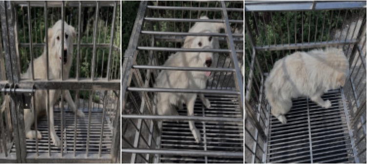 부산동물보호센터_426332202300302