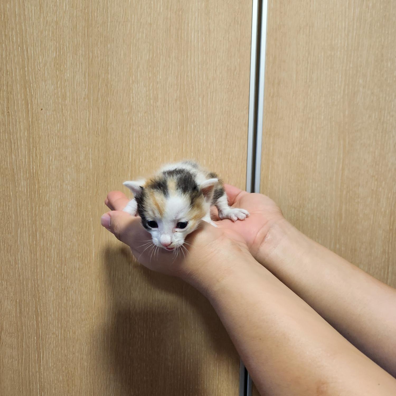 부산동물보호센터_426332202300307