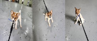 부산동물보호센터_426332202300303