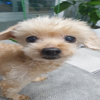 누리동물병원_426330202300240