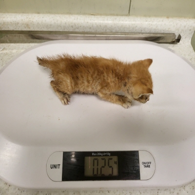 누리동물병원_426330202300241