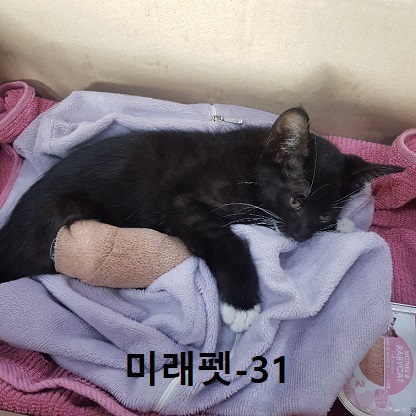 미래펫동물병원_431370202300598