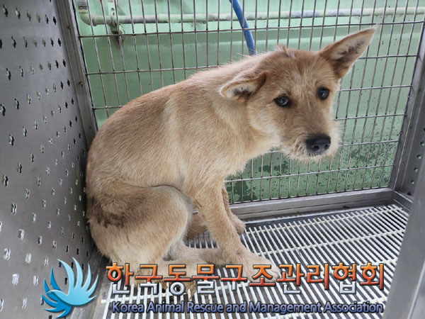 한국동물구조관리협회_441409202301026
