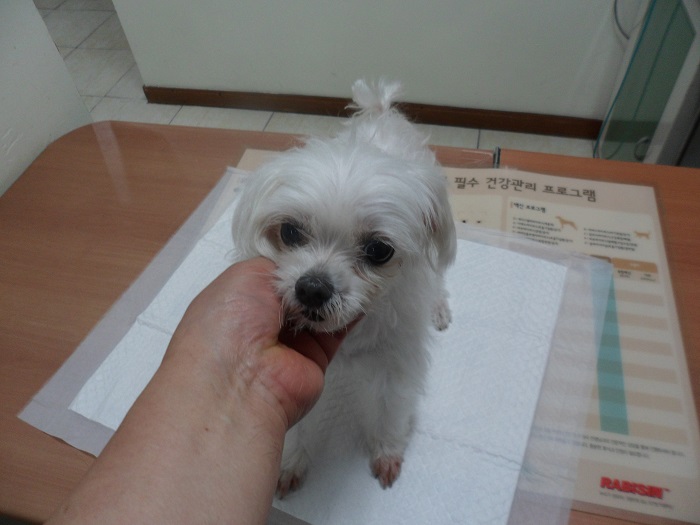 강현림동물병원_411314202300309