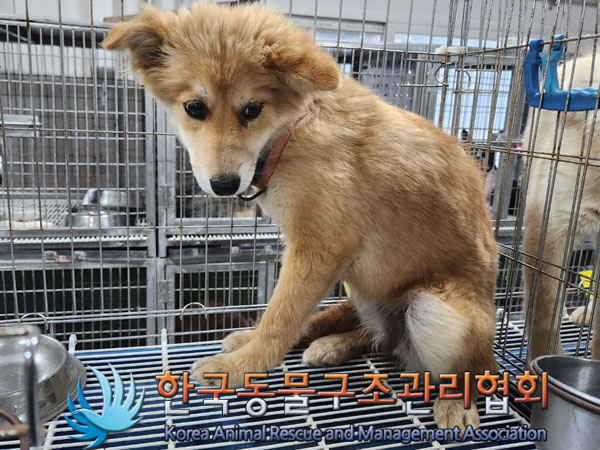 한국동물구조관리협회_441560202300843