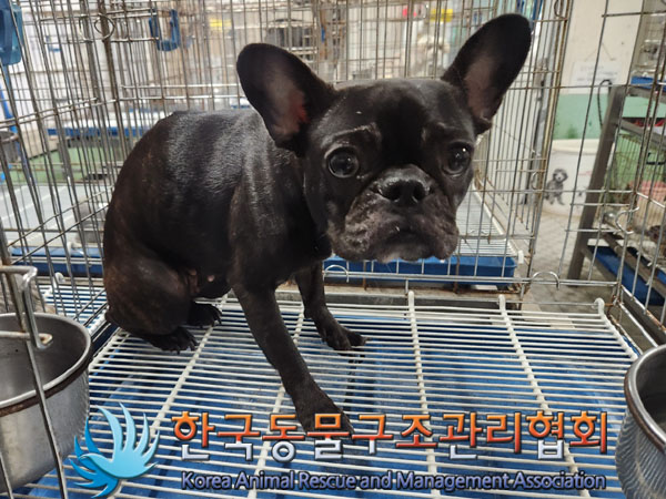 한국동물구조관리협회_411309202300252