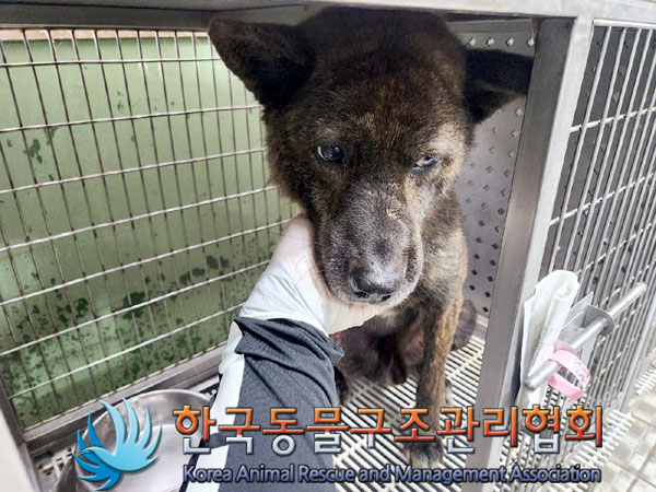 한국동물구조관리협회_411300202300242