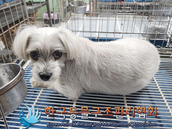 한국동물구조관리협회_441382202300433