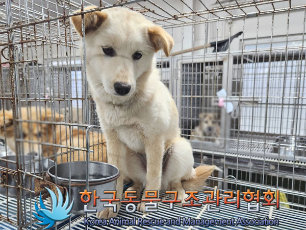 한국동물구조관리협회_441560202300844