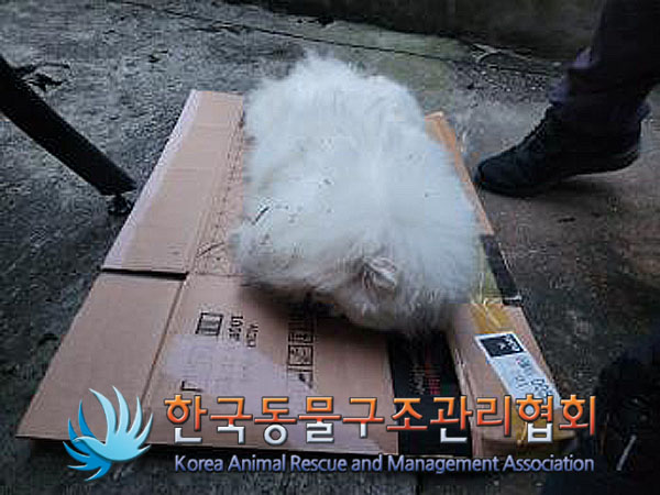 한국동물구조관리협회_411323202300617