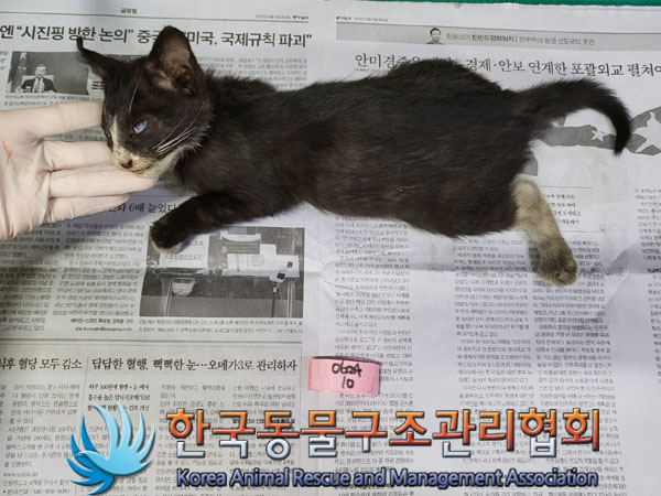 한국동물구조관리협회_411316202300491