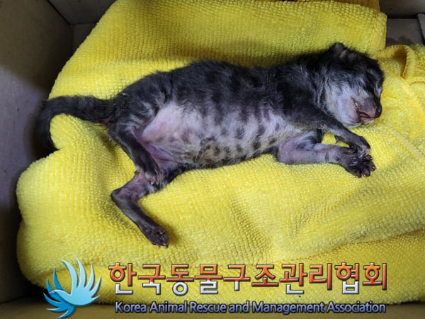 한국동물구조관리협회_411306202300448