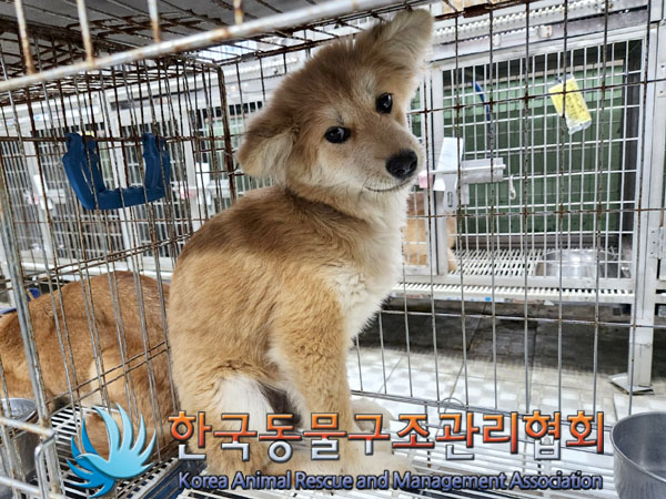 한국동물구조관리협회_441560202300845