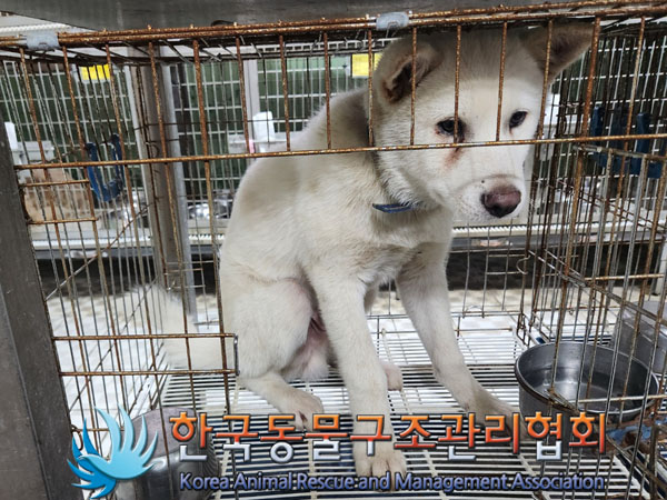 한국동물구조관리협회_441560202300847