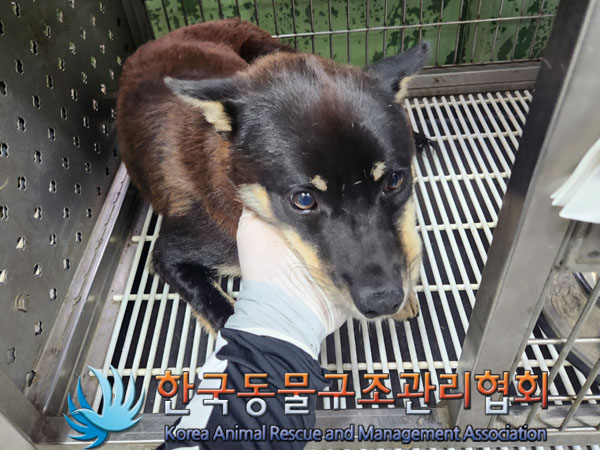 한국동물구조관리협회_441559202300472