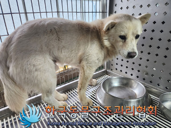 한국동물구조관리협회_441409202301025