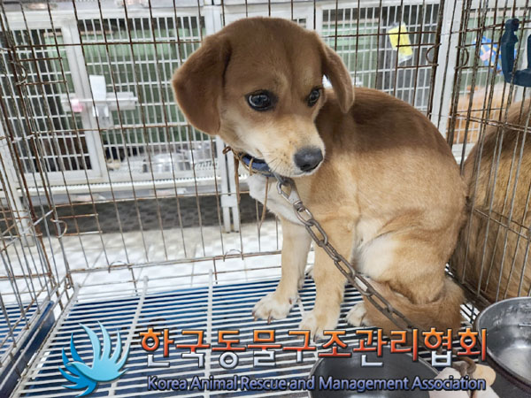 한국동물구조관리협회_441560202300846