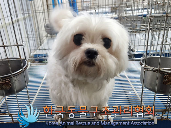 한국동물구조관리협회_411309202300253