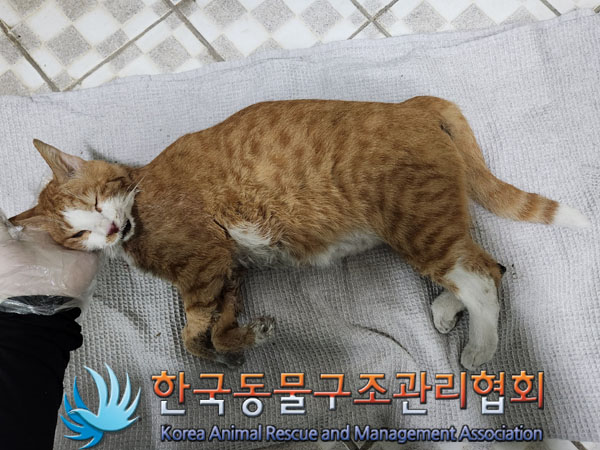 한국동물구조관리협회_411315202300434