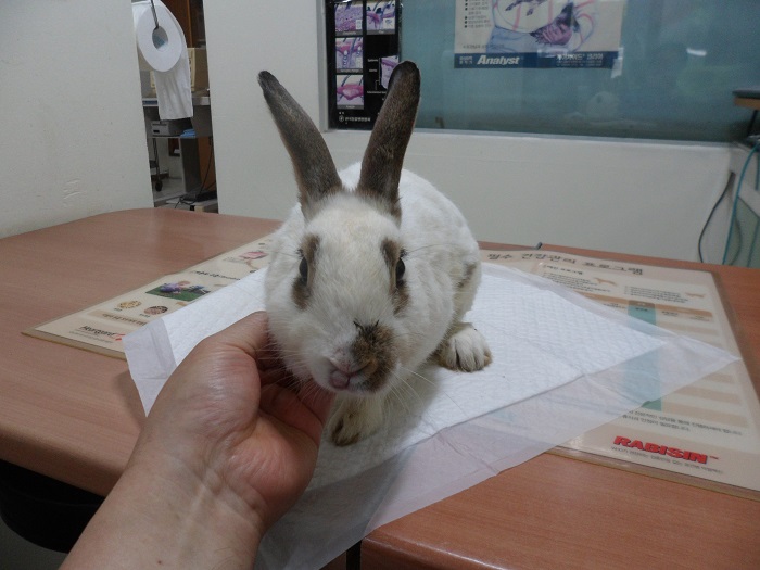 강현림동물병원_411320202300525