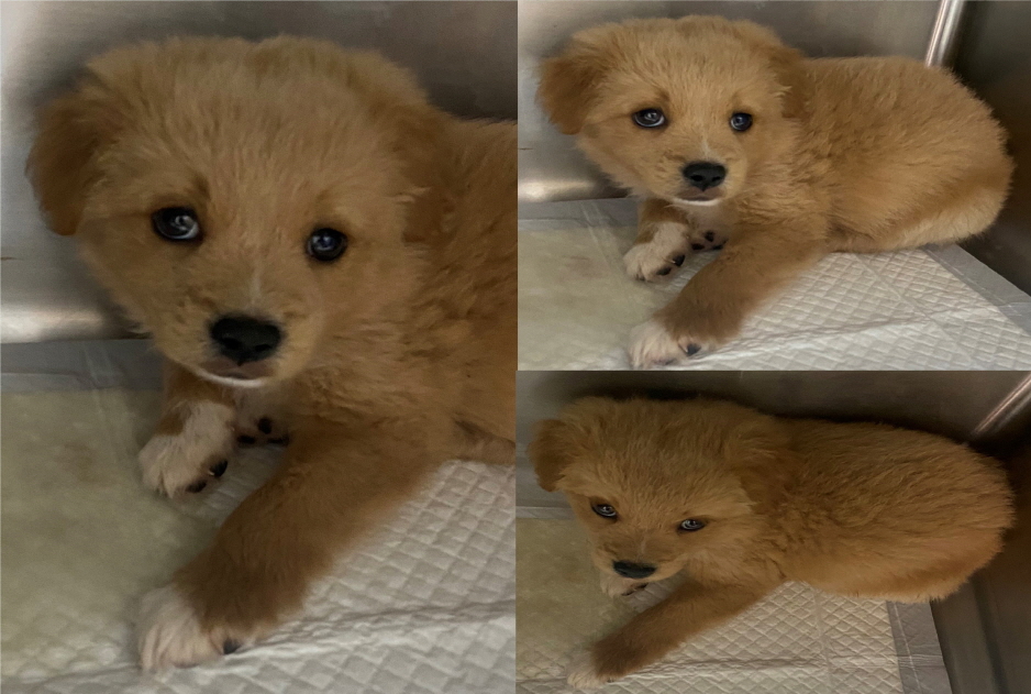 서산시 동물보호센터_444453202300533