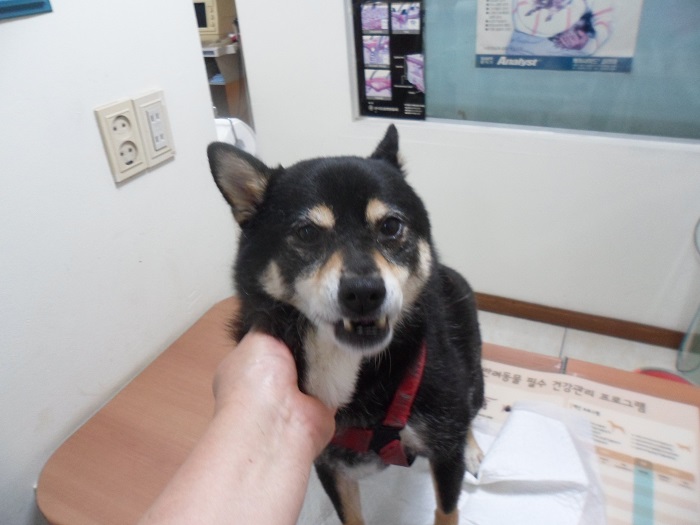 강현림동물병원_411320202300528