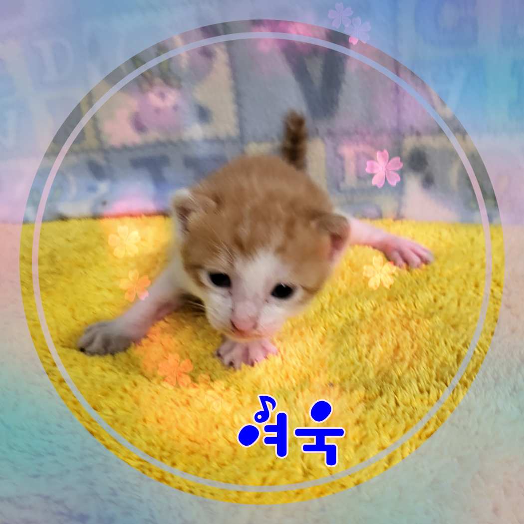 군산유기동물보호센터_445467202301163