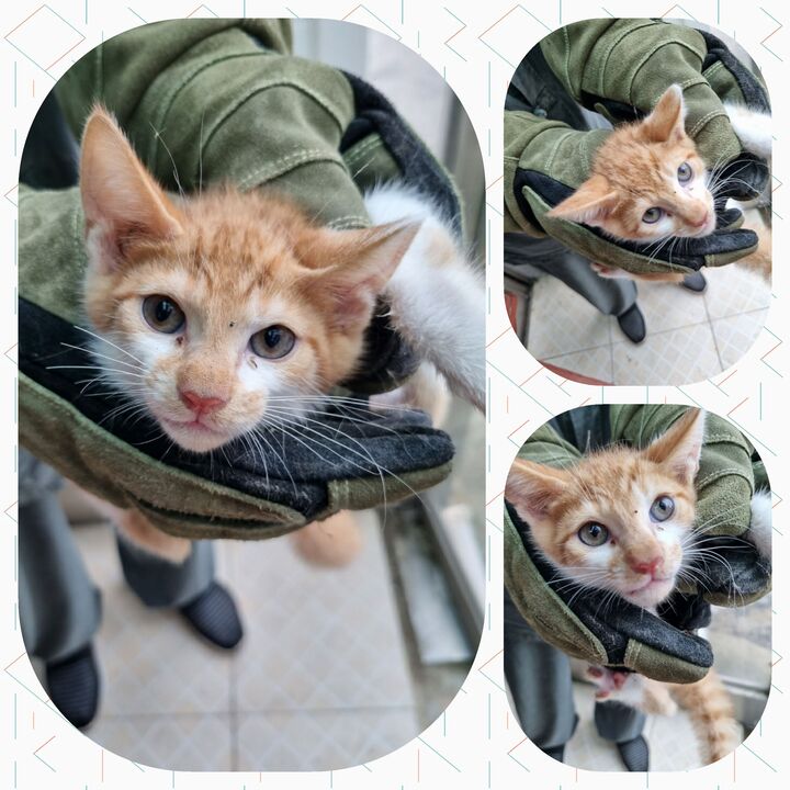 부안군 동물보호센터_445479202300468
