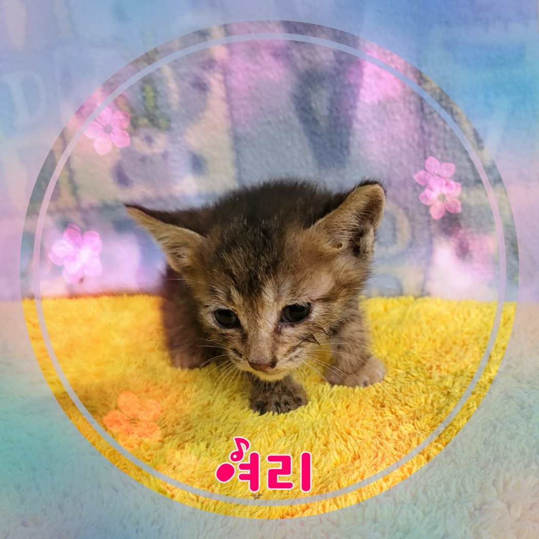 군산유기동물보호센터_445467202301162