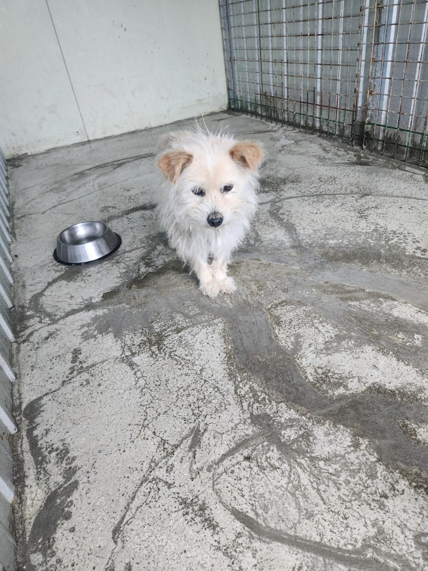 예천군유기동물보호소_447523202300377