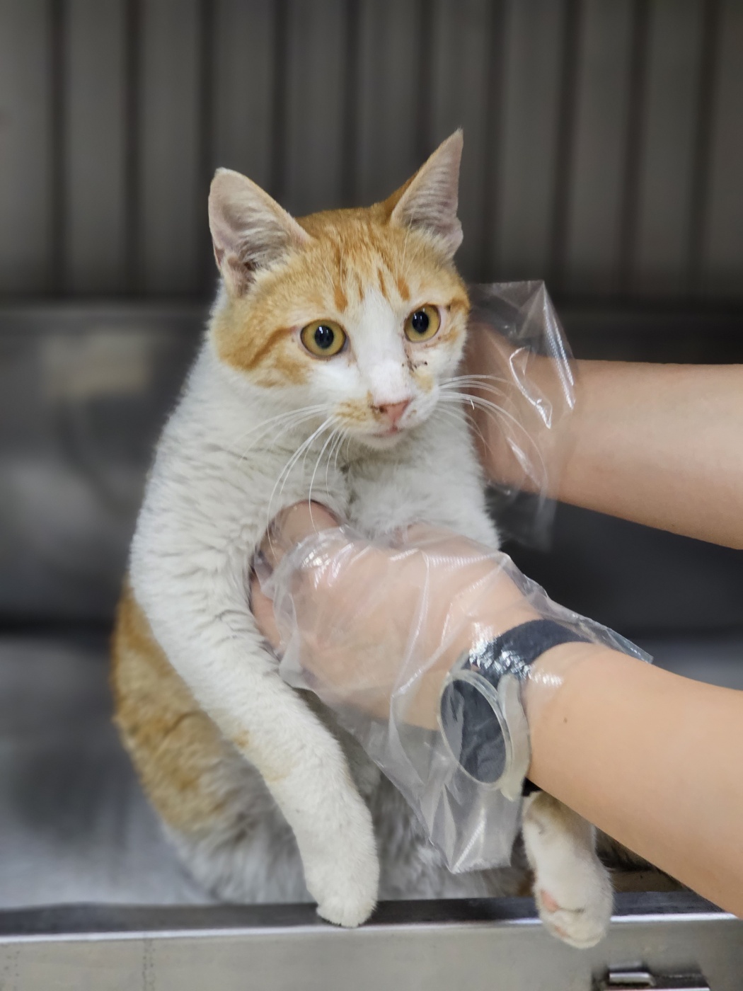 반려동물보호센터_443571202301810
