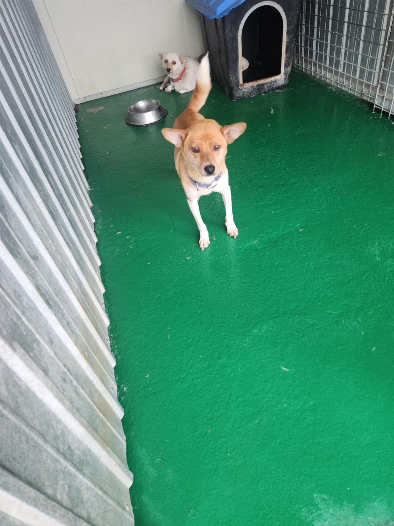 예천군유기동물보호소_447523202300380