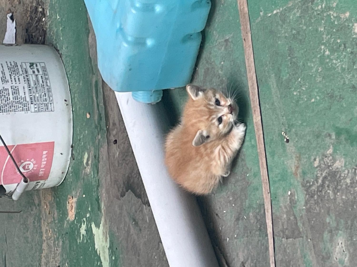 불갑동물임시보호소_446497202300270