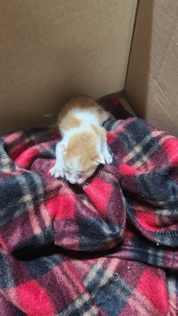 익산유기동물보호소_445468202301349