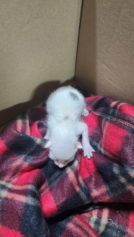 익산유기동물보호소_445468202301350