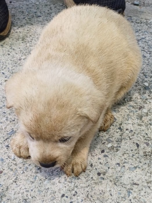 밀양시동물보호센터_448536202301434