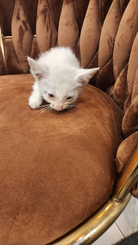 익산유기동물보호소_445468202301348