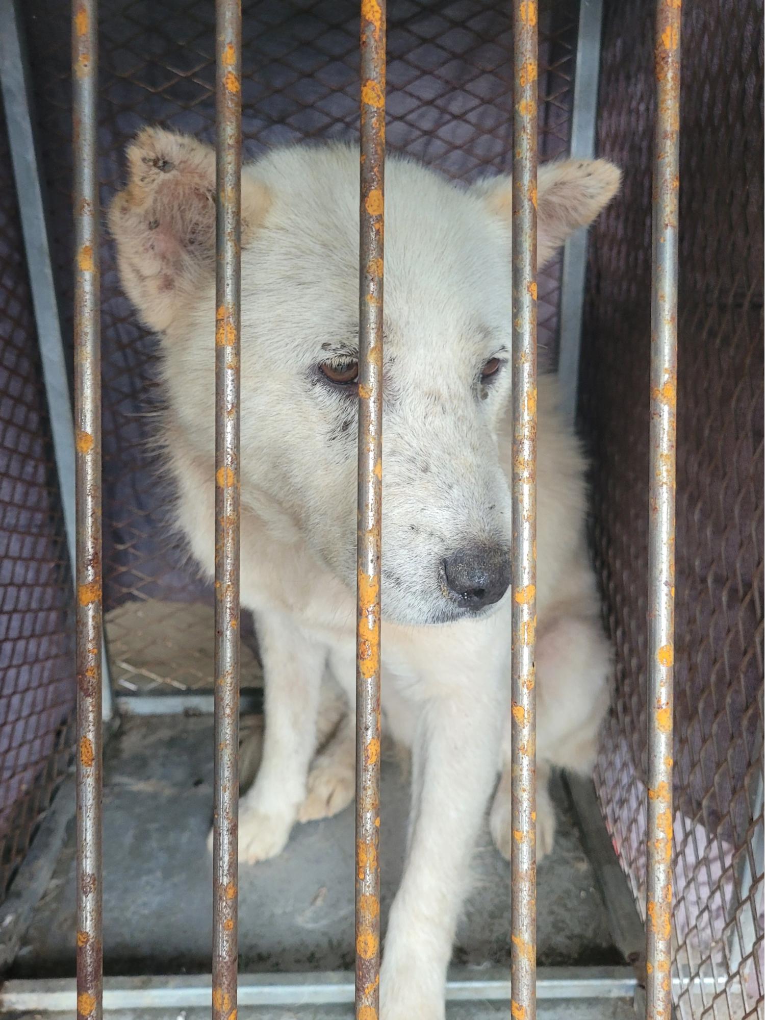 창녕 유기동물보호소_448541202301079