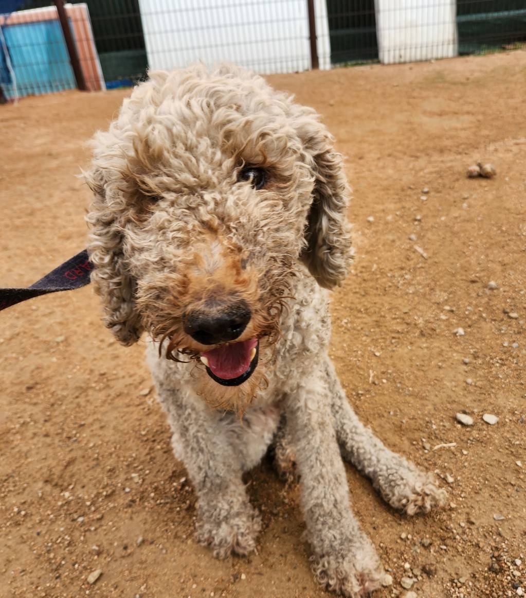 한국야생동물보호협회_441390202300272