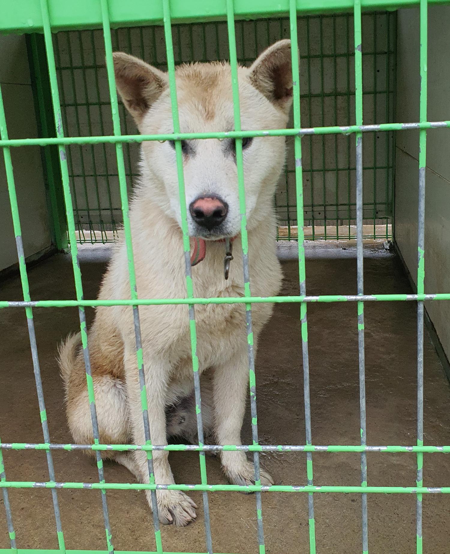 진도군임시보호소_446500202300251