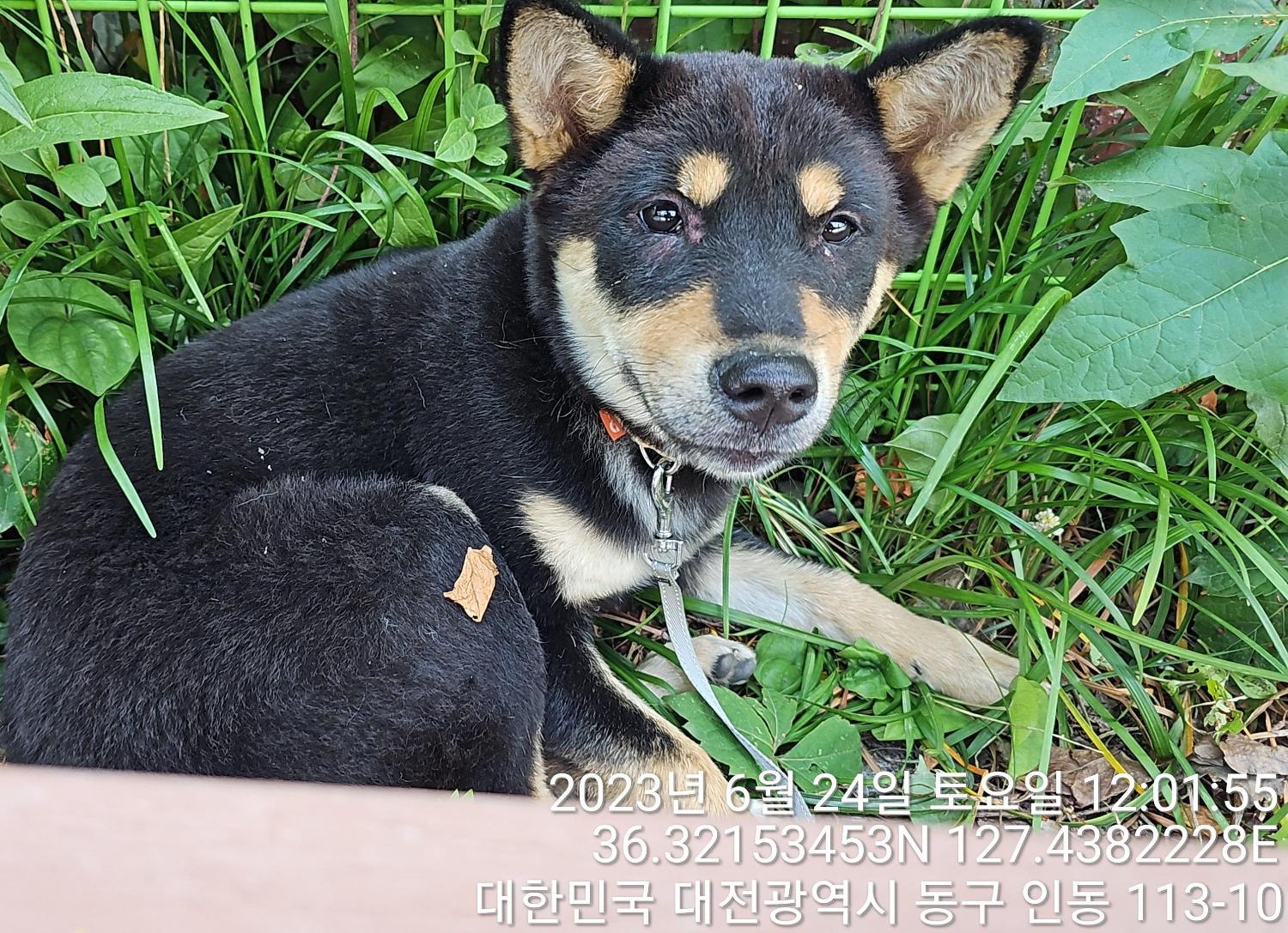 대전동물보호센터_430364202300205