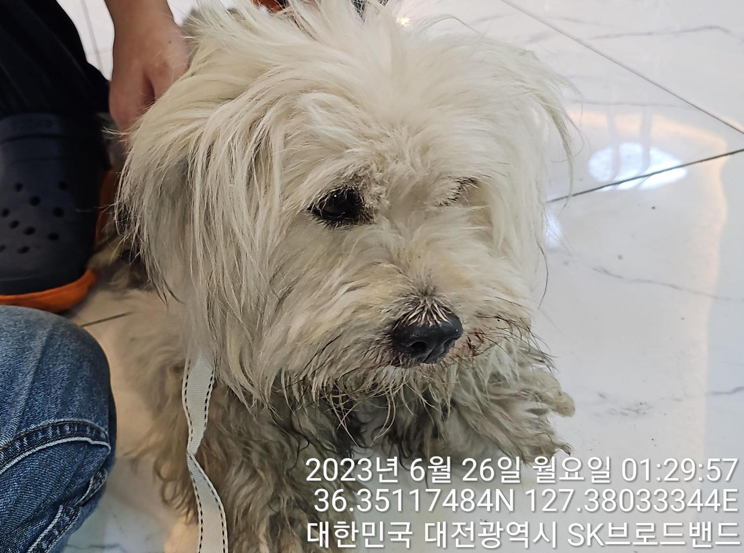 대전동물보호센터_430364202300206