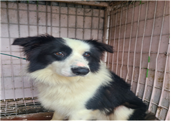 유기동물및관리협회_448535202300816