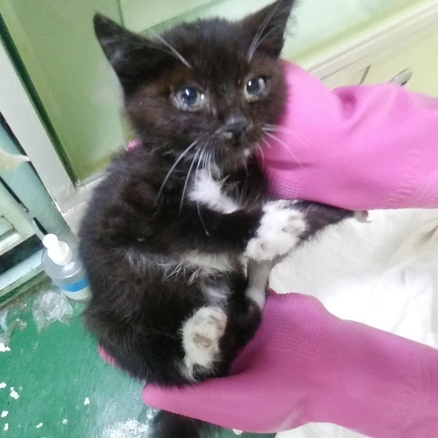 인천광역시수의사회_428351202300521