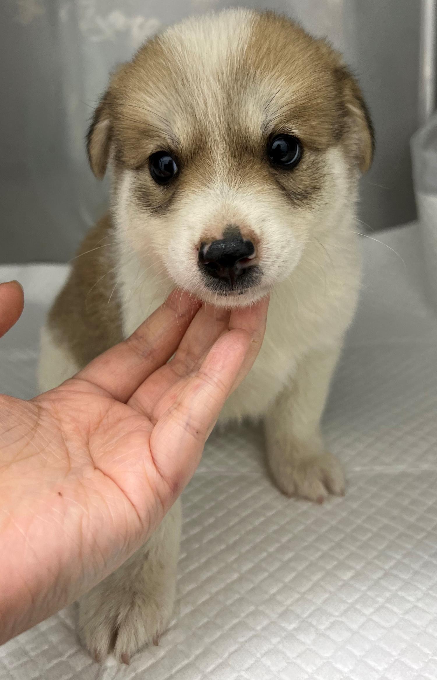 담양군 동물보호센터_446485202300467