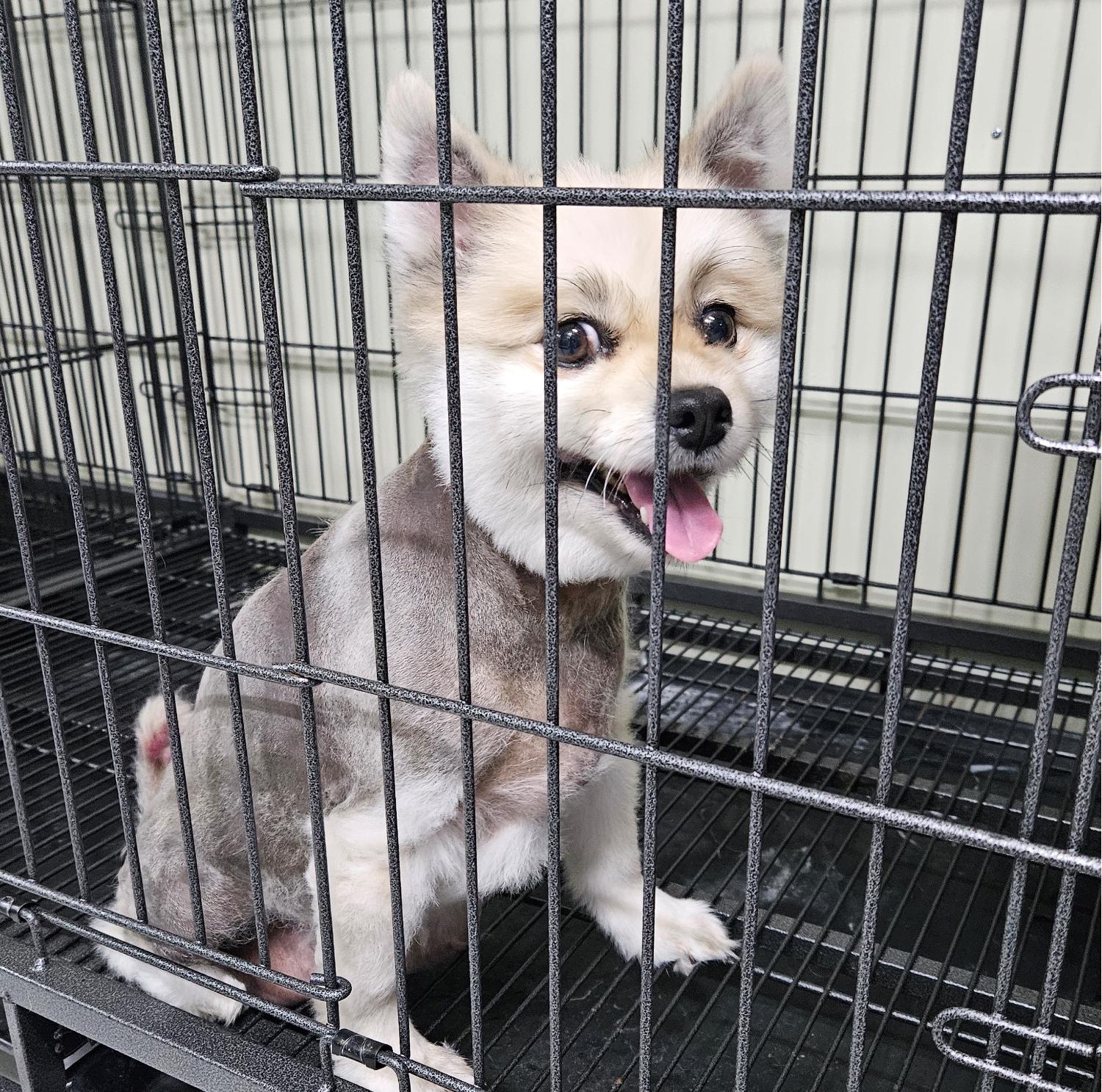 대구유기동물보호센터_427342202300403